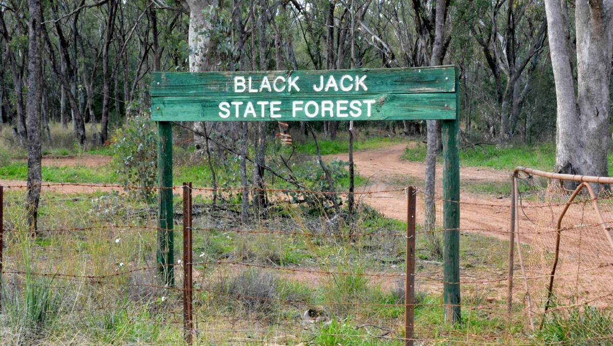 Black Jack Forest is located on Black Jack Forest Road, off Wandobah Road. Photo: Jessica Worboys