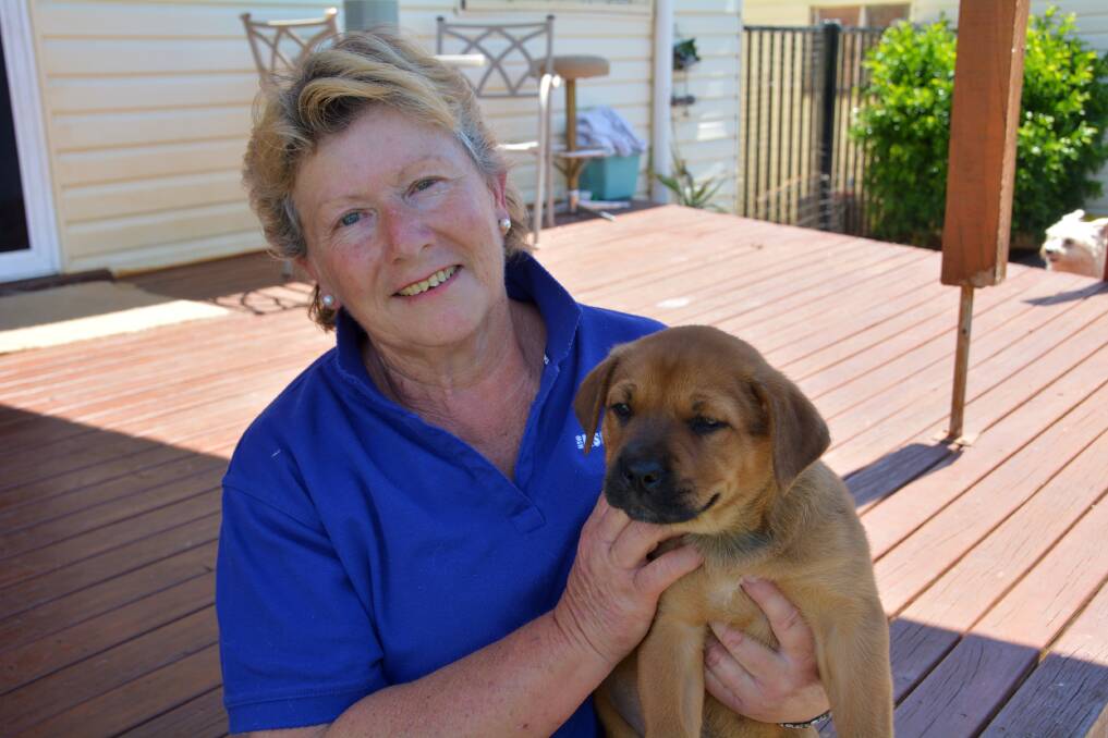 RSPCA Gunnedah volunteer branch president Linda Taylor with one of the puppies soon to be available for adoption. Photo: Jessica Worboys