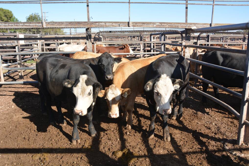 Cattle prices were down 10 to 15 cents at the sale yard this week. Photo: Jessica Worboys.
