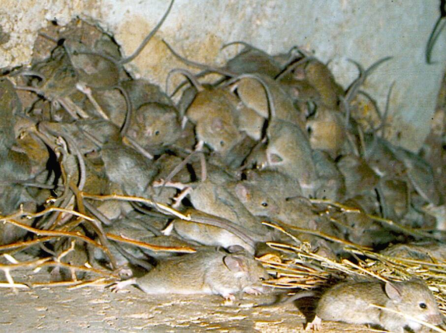 MICE IN THE MILLIONS: Farmers and residents should take preventative measures to avoid a pile-up like this. Photo: file