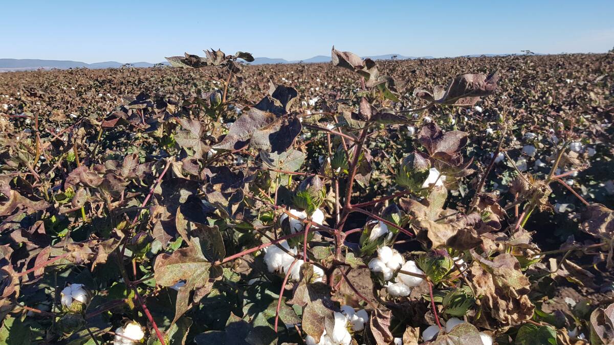 ALMOST THERE: John Hamparsum's cotton crop in Breeza is about two weeks away from harvest. Photo: John Hamparsum