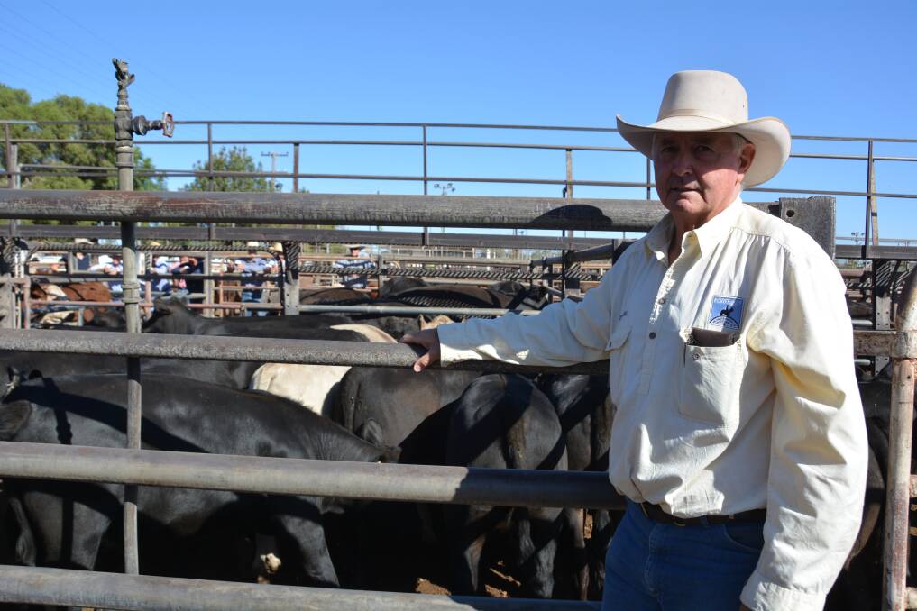 Ray White Korff and Co's Danny White at the Gunnedah Sale Yard. Photo: Jessica Worboys.