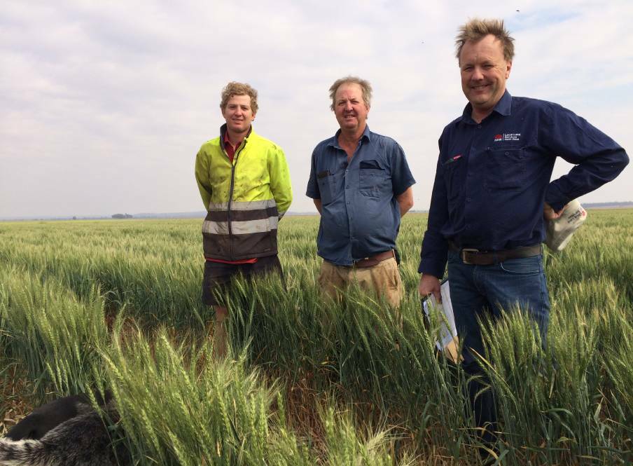 Growers James and Andrew McGowan from Quia Downs with judge Bill Manning standing in a crop of livingston wheat. This was taken during last year's competition. Photo: supplied