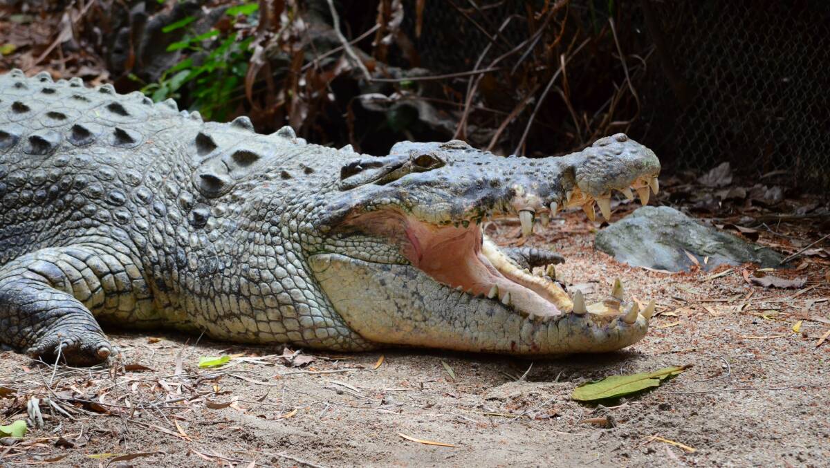 Estaurine crocodile Babinda from CaPTA Group's park Wildlife Habitat in Port Douglas. Photo: CaPTA Group