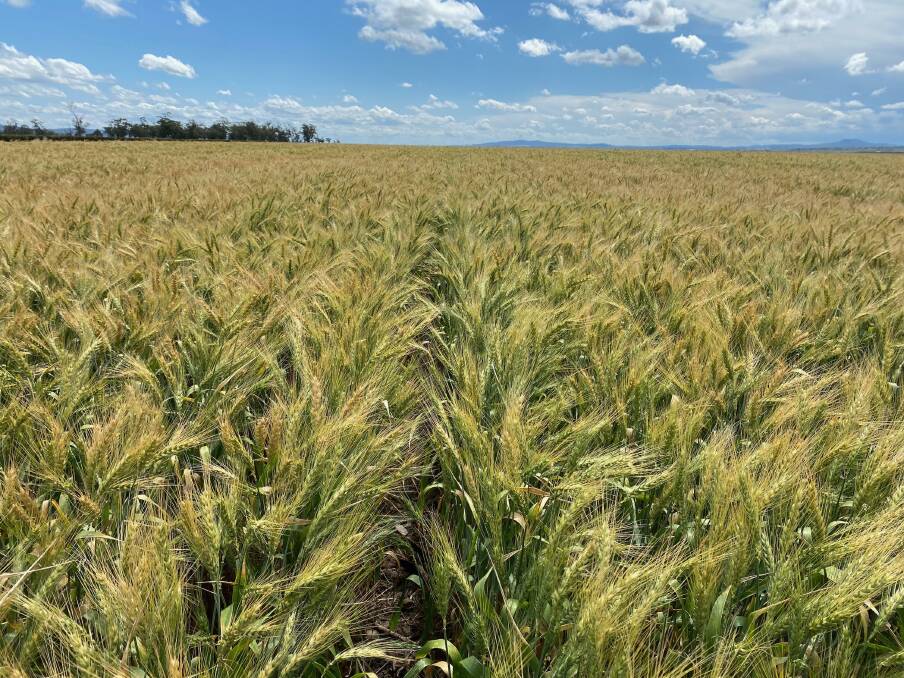 ALMOST READY: The wheat crops at Breeza Station are almost ready for harvest. Photo: James Pursehouse