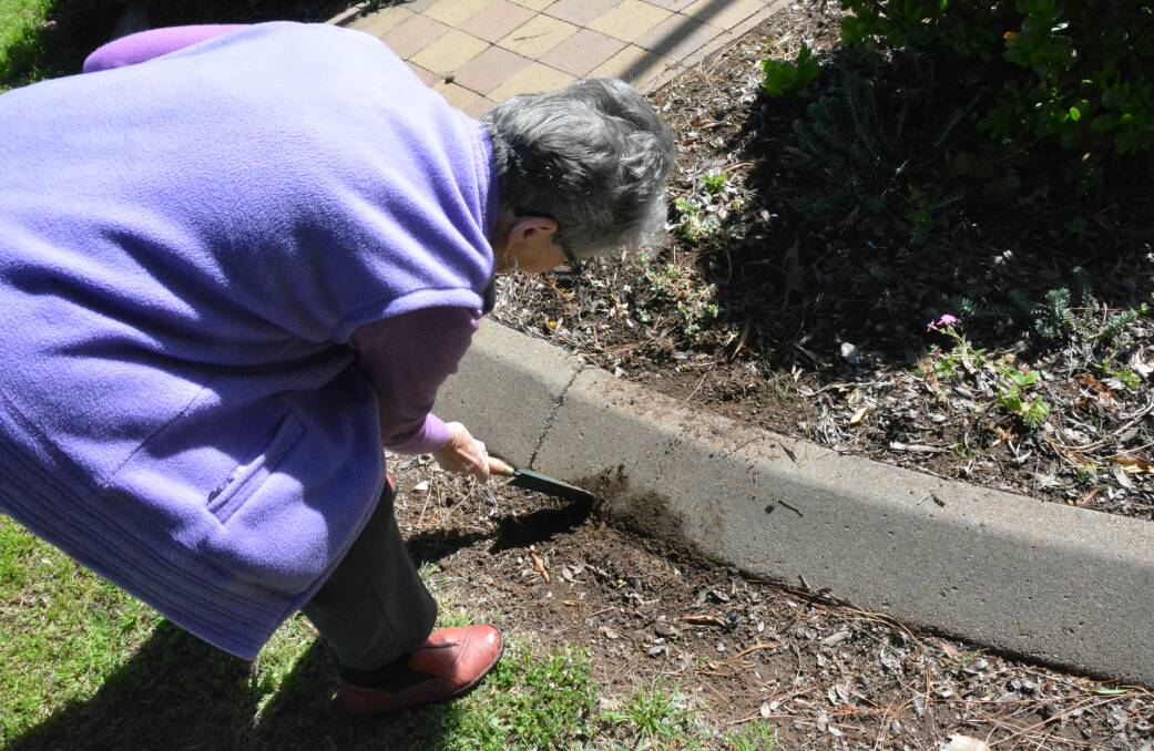 Ms Murrell tidying up a spot that had been damaged. Photo: Jessica Worboys