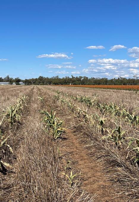 DECIMATED: This sorghum crop was planted on December 5, and 90 per cent was destroyed by mice. Photo: Scott McCalman