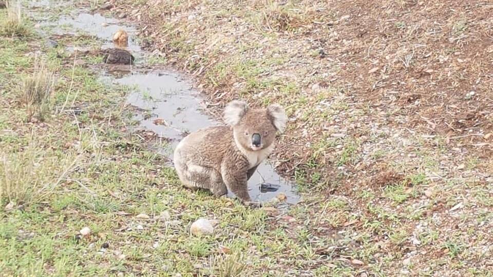 THIRSTY: A koala in Curlewis has a drink from a puddle after recent rain. Photo: Helen Fulwood