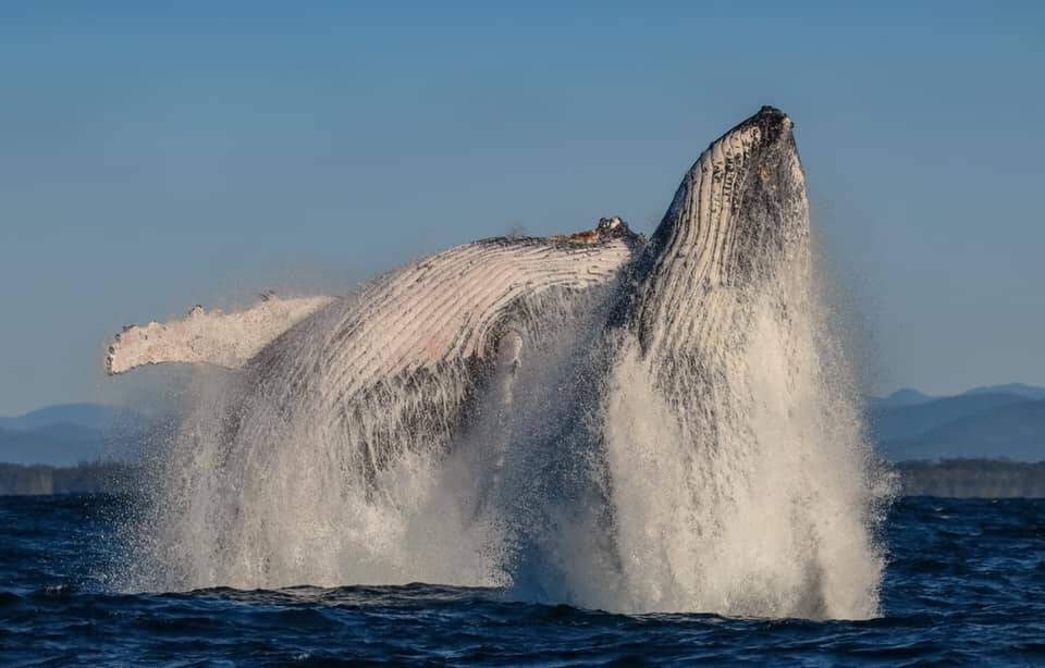 A spectacular shot taken off the coast of Port Macquarie over the weekend. Photo: Jodie Lowe's Marine Animal Photography