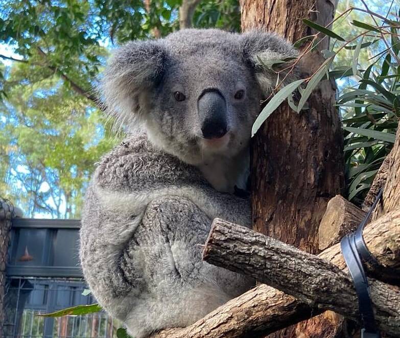 Port Macquarie Koala Hospital is closed to the public until July 10. Photo: Supplied