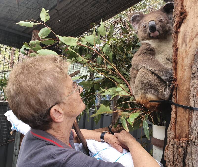 Recovery phase: Port Macquarie Koala Hospital volunteer and life member Margaret Hearle checks the progress of Lake Innes Nature Reserve Anwen.