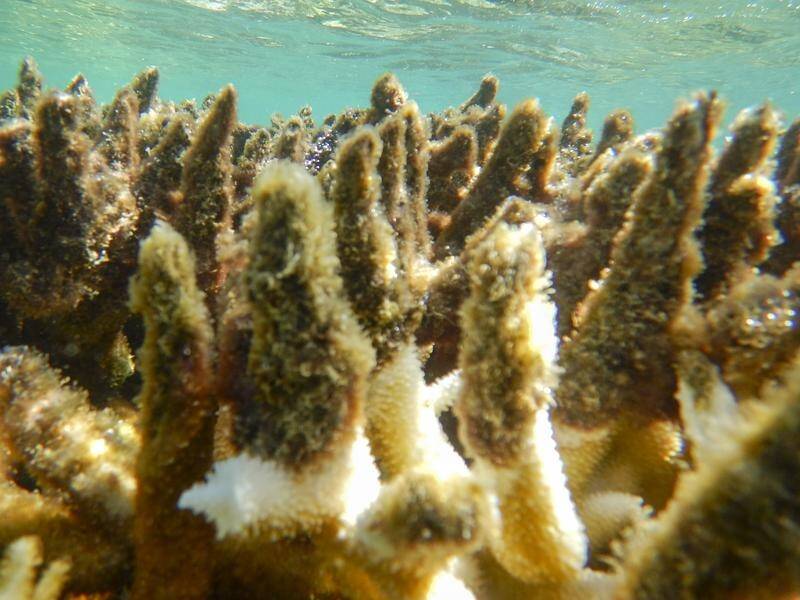 A new report has revealed the extent of coral bleaching in the Great Barrier Reef.