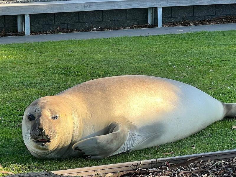 Tasmania's only known resident elephant seal Neil was having a rest at the Kingston Beach foreshore. (PR HANDOUT IMAGE PHOTO)