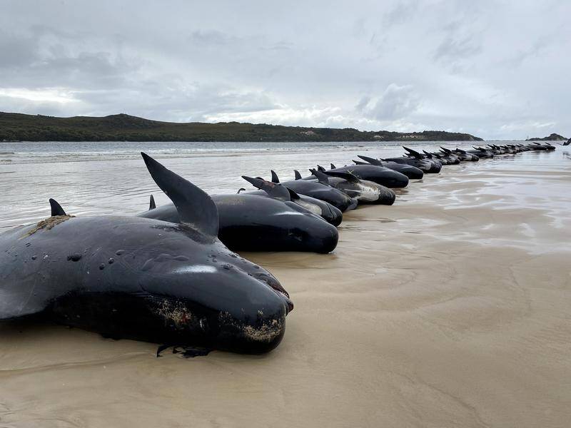 The carcasses of about 200 beached pilot whales will be buried at sea. (PR HANDOUT IMAGE PHOTO)