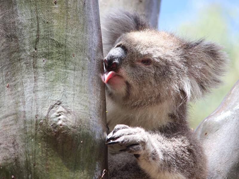 Koalas get water from licking rain running off from trees as well as from eucalyptus leaves.