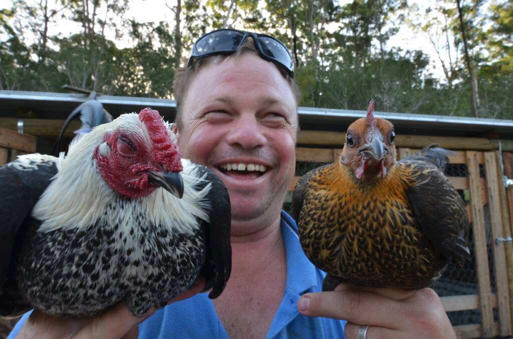 Tough work being a chook: Tim Tydd his two winning chooks - a sleepy old English game and a Ginger Bantam. 
Photo: NIGEL?McNEIL