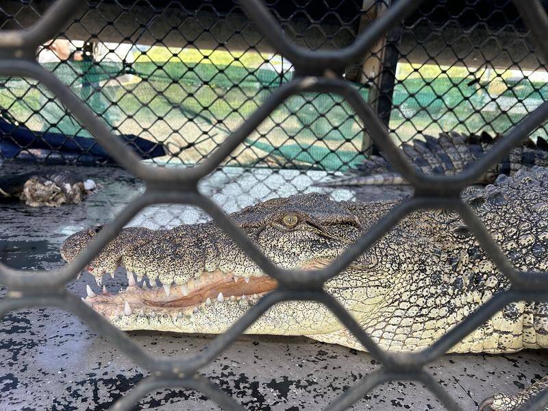 A big croc snared near a Queensland marina is the second this week. (HANDOUT/DEPARTMENT OF ENVIRONMENT, SCIENCE AND INNOVATION)