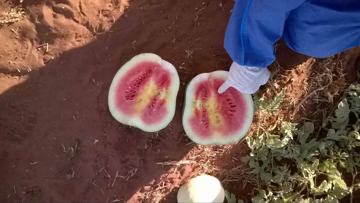 DEVASTATING IMPACT: Watermelon growers in the Katherine region have been banned from producing a crop for the next two years following an outbreak of cucumber green mottled mosaic virus.