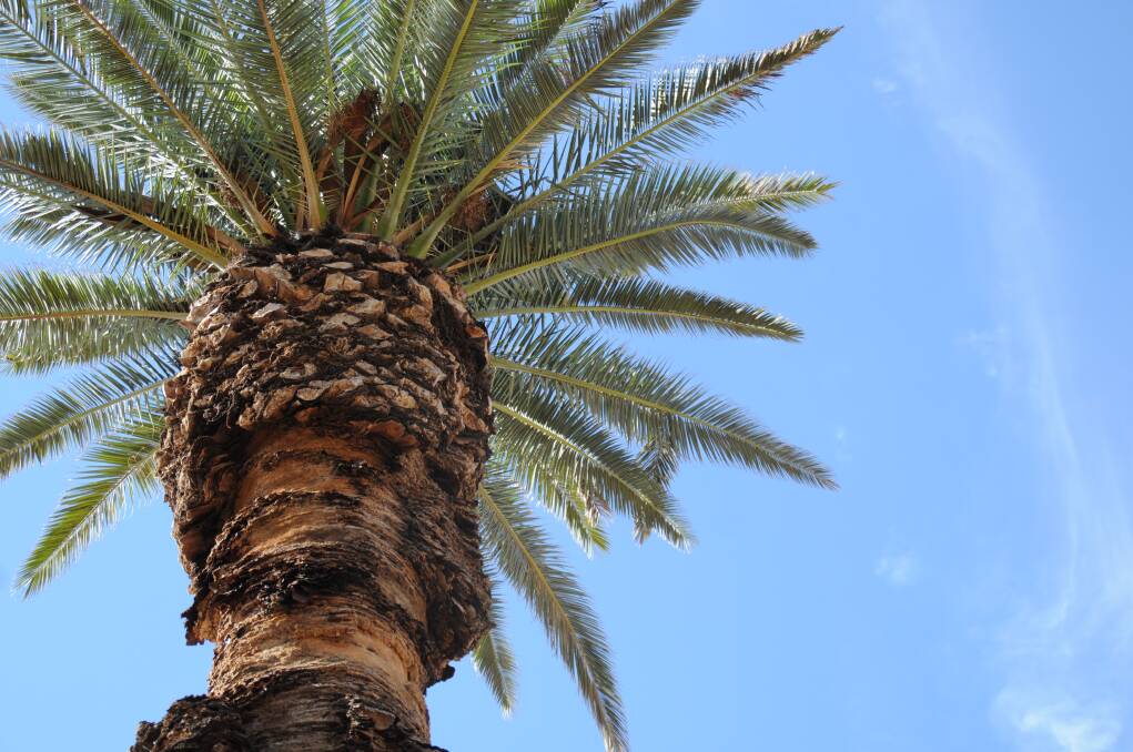Standing tall and proud: The Canary Island date palm has settled in to Cohens Park without any problems.