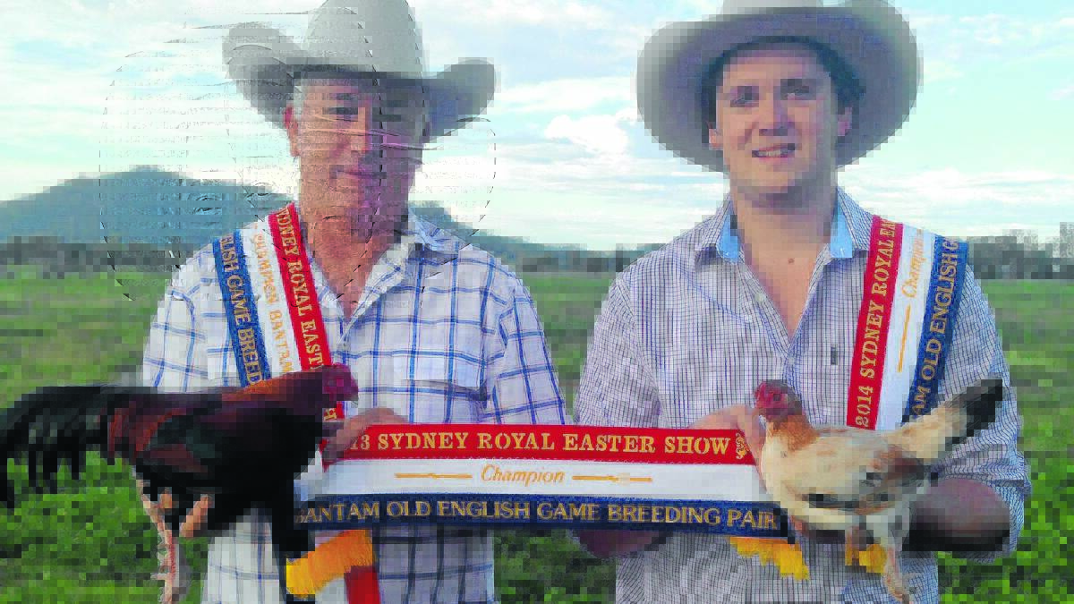Greg and Adam Watson with their winning Champion Old English Game Bantam Pair, after returning from the Sydney Royal Easter Show.  