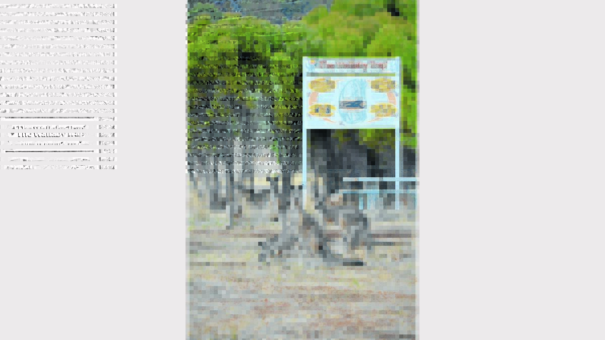 Last week hundreds of kangaroos were seen in and around the entrance of the Wallaby Trap trail and Village Homes looking for water and feed.