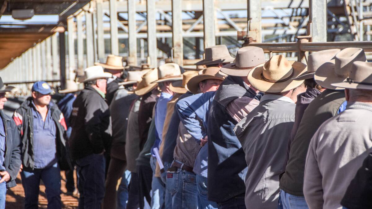 Gunnedah agent fined for infringements with cattle records