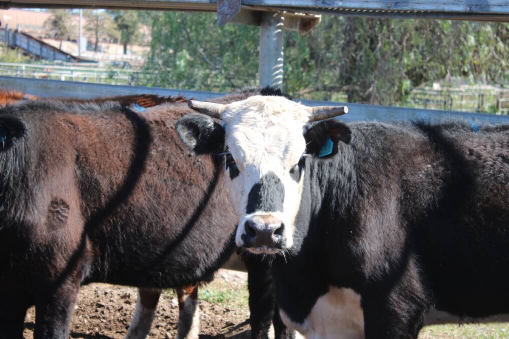 Restockers motivated by recent rain competed strongly on light weight cattle.