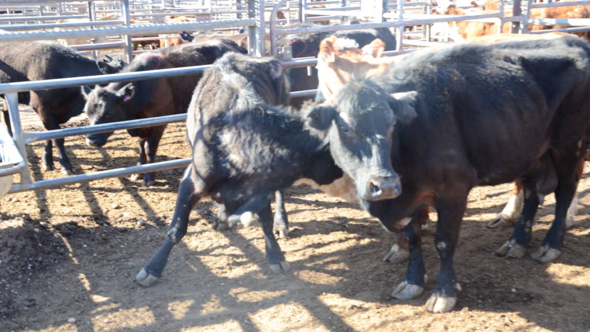 Supply of cows remains high at Gunnedah saleyards
