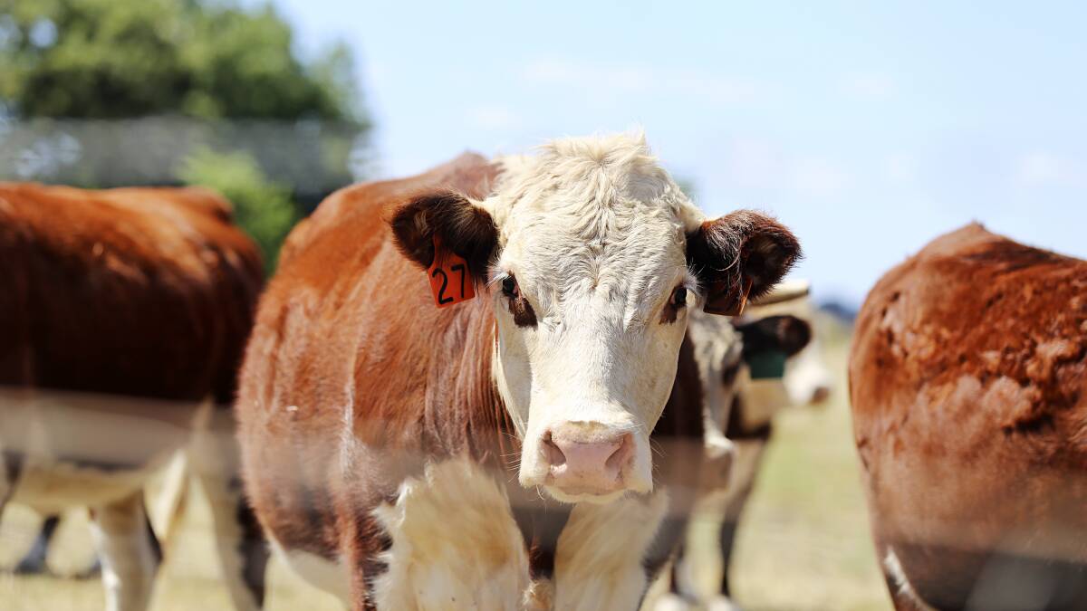 Sharp increase in numbers at Gunnedah cattle sale