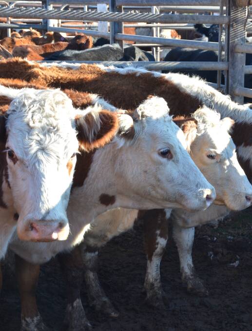 Good shape: Some cattle were showing no sign of the drought at the saleyards this week.