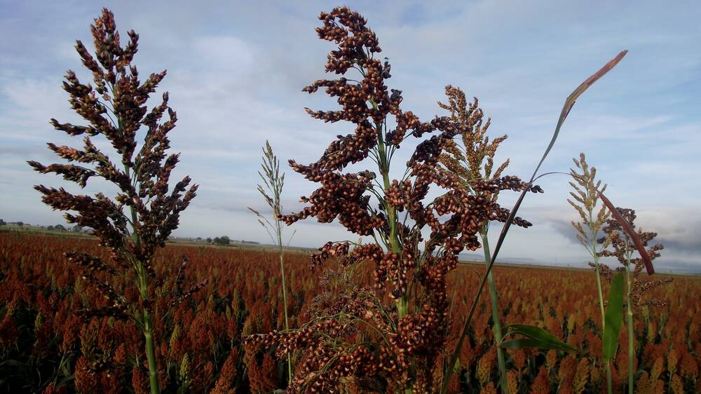 CLASS ACTION: Sorghum growers are seeking compensation from Avanta Seeds for their farm businesses impacted by the weed shattercane.